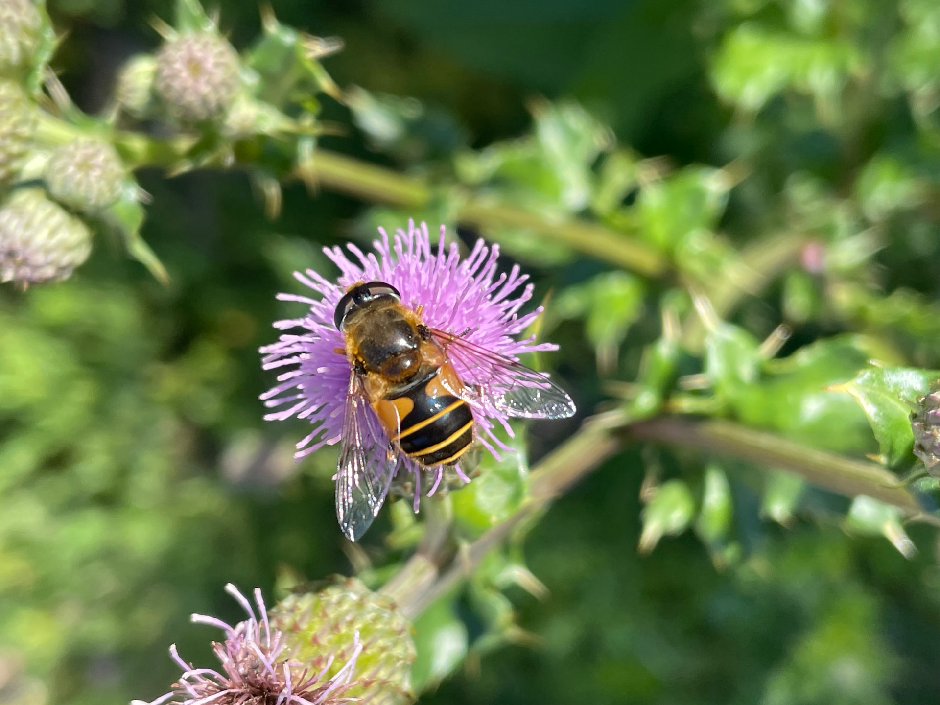 Zweefvlieg op een bloeiende distel